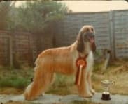 Sample 2 – Afghan hound