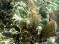 Sample 6 – Coral reef