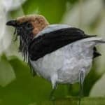 Sample 2 – Bearded bellbird