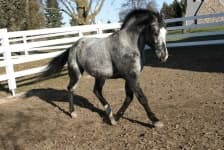 Sample 1 – Horse