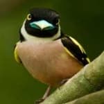 Sample 16 – Black yellow broadbill