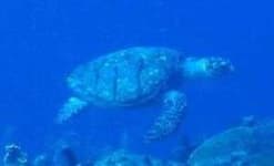 Sample 1 – Hawksbill