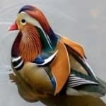 Sample 1 – Mandrin duck