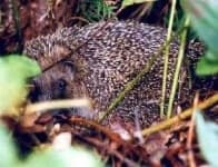 Sample 4 – Hedgehog