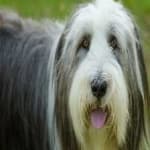 Sample 2 – Bearded collie