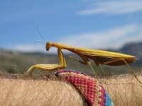 Sample 4 – Mantis