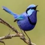 Sample 4 – Splendid wren