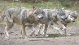 Sample 4 – Wolf