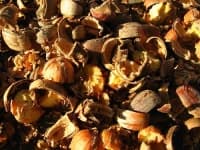 Sample 4 – Nuts
