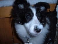 Sample 5 – Shetland sheepdog