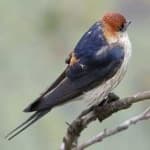 Sample 4 – Stripped swallow