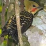 Sample 3 – Blonde crested woodpecker