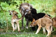 Sample 3 – Red wolf