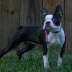 Sample 4 – Bulldog