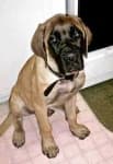 Sample 6 – Bull mastiff