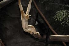 Sample 5 – Gibbon