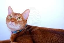 Sample 3 – Abyssinian