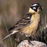 Sample 6 – Smiths longspur