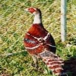 Sample 10 – Elliots pheasant