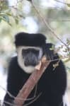 Sample 2 – Colobus