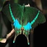 Sample 10 – Banded butterfly