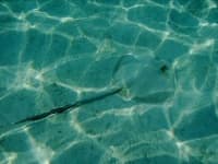 Sample 1 – Stingray