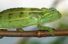 Sample 2 – African chameleon