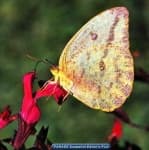 Sample 6 – Sulphur butterfly