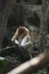 Sample 6 – Proboscis monkey