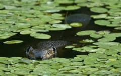 Sample of Beaver