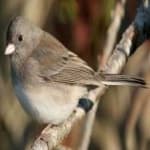 Sample 1 – Dark eyed junco