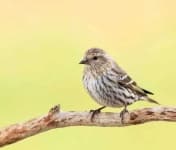 Sample 5 – Finch