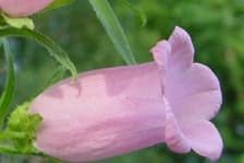 Sample 2 – Canterbury bells