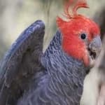 Sample 6 – Gang gang cockatoo