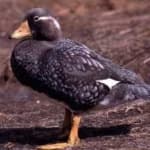 Sample 2 – Steamer duck