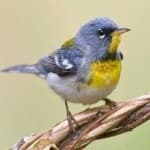 Sample 4 – Northern parula