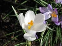 Sample 6 – Spring crocus