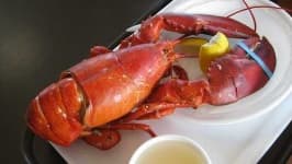 Sample 2 – American lobster