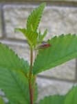 Sample 5 – Leafhopper