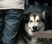 Sample 3 – Malamute