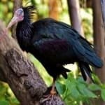 Sample 6 – Northern bald ibis