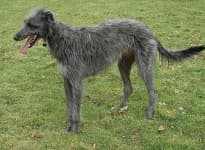 Sample of Scottish deerhound