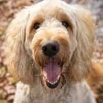 Labradoodle image dataset preview
