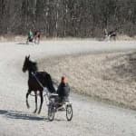 Sample 2 – Harness racing