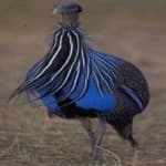 Sample 4 – Vulturine guineafowl