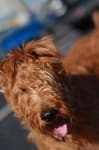Sample 3 – Irish terrier