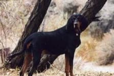 Sample 3 – Black and tan coonhound
