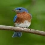 Sample 6 – Eastern bluebird