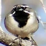 Sample 5 – Black throated sparrow