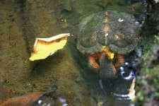Sample 3 – Mud turtle